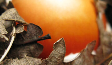 A Caesar in Zagori …