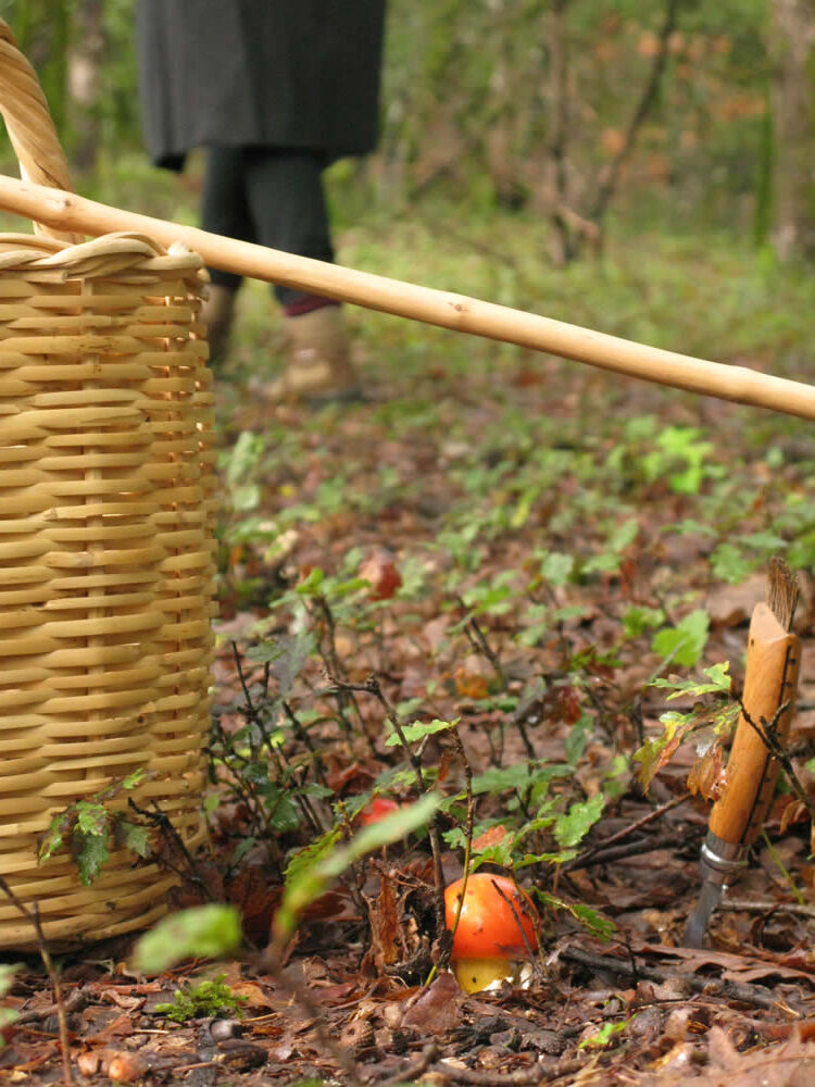 Paddenstoelen zoeken