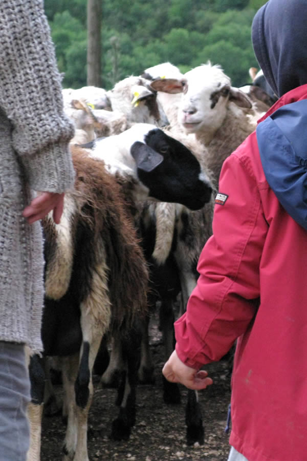 lokale bevolking, Zagori