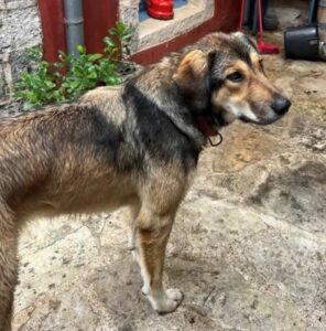 Geen tip van Yiannis maar een vraag dit keer: hoe kunnen we Urza, onze fantastisch lieve hond, hier in het dorp houden? Wat is er aan de hand? 