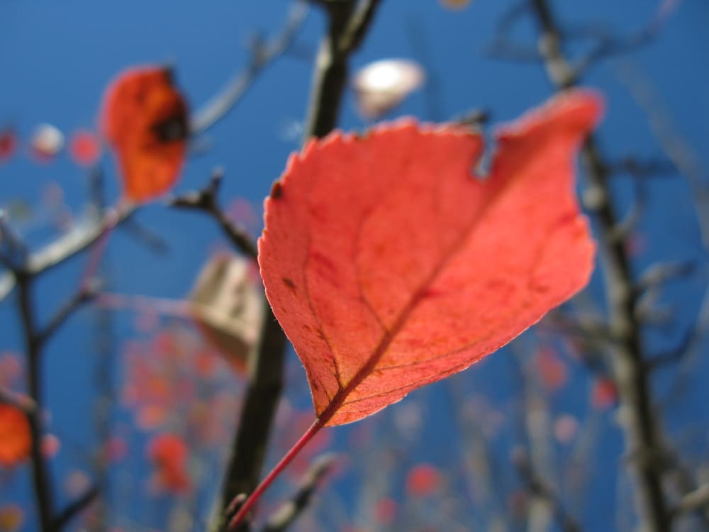 crab apple tree leaves in autumn