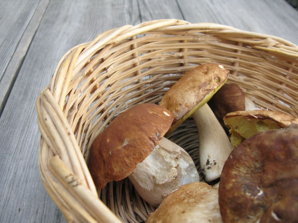 basket full of porcini