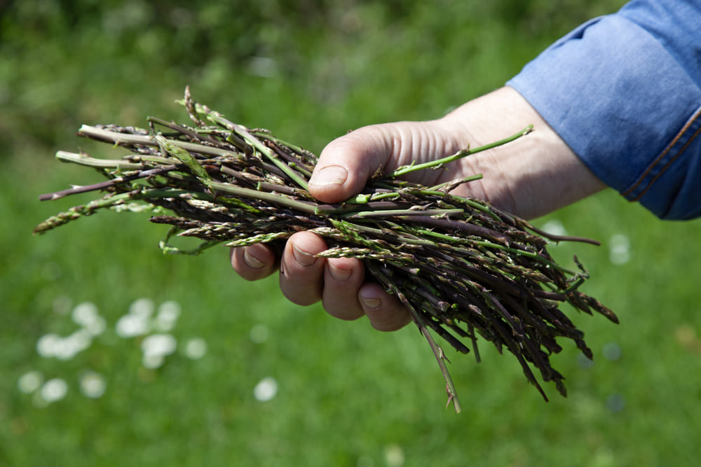 wild asparagus
