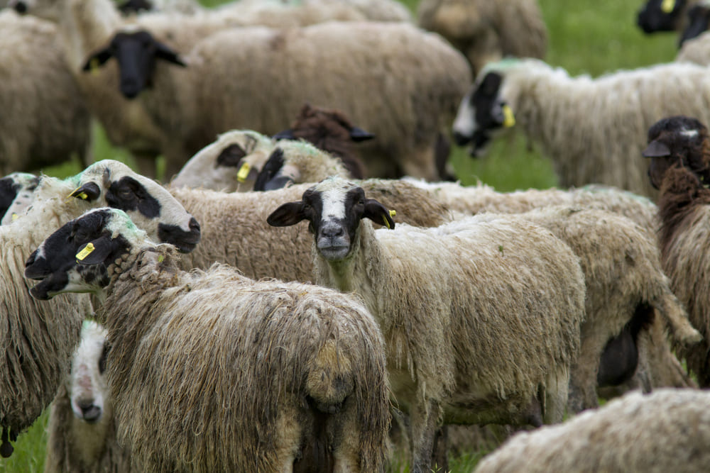 sheep, Zagori