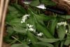 Wild garlic, also known as “Allium ursinum”, is a vibrant spring perennial that carpets woodlands and riverbanks with its lush, broad green leaves