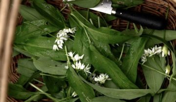 Wild Garlic pesto recipe – Flavors of zagori | No1
