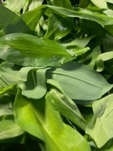 Porfyron Nieuwsbrief Lente 2026