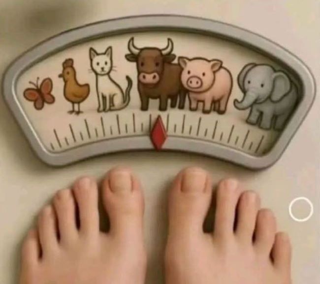 Porfyron Nieuwsbrief Lente 2026